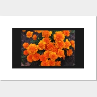 Mexican marigold flower Posters and Art